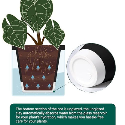D'vine Dev Self-Watering Black Terracotta Planter Pot, 6 in, 37-X-B-3 - color: Black, size: 6 Inch