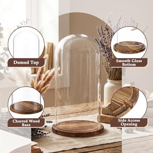 16'' × 8.66'' Glass Dome Cloche Display with Wood Base, Clear Display Jar - size: 8.66''×16''
