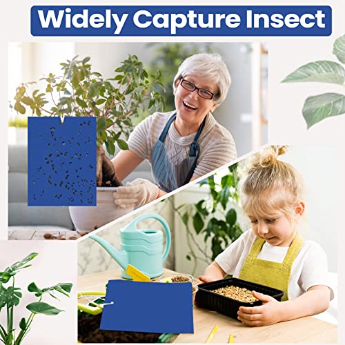 Qualirey 100 Pcs 6x8 Inch Blue Sticky Traps for Thrips - color: Blue