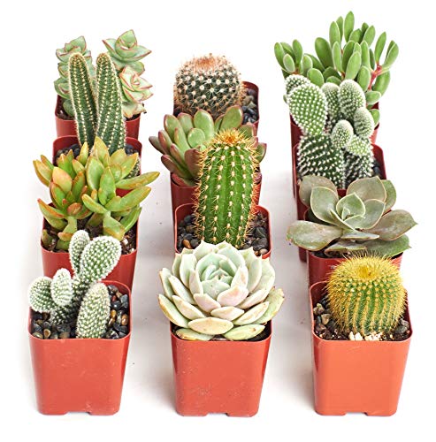 Shop Succulents Premium Live Mini Cactus and Succulent Plants in 2" Pots, Easy Care Indoor or Outdoor Gardening, Terrariums, Favors, & Contemporary Spaces with Hardy, Resilient Varieties, Pack of 12 - size: 12-Pack, style: Cactus & Succulents