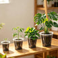 Clear Nursery Pots with Drainage, 3-9.6 in Plant Pot (18Pack 4/5/6/8in) - size: 18Pack 4/5/6/8in