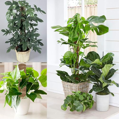 YEAJON 4 Pcs 15.7 Inch Coir Moss Totem Pole Monstera Plant Support with 2 Pcs 32.8ft Jute Rope, Plant Stakes for Indoor Plants Climbing, Support Extension(4 Packs 15.7 Inch)