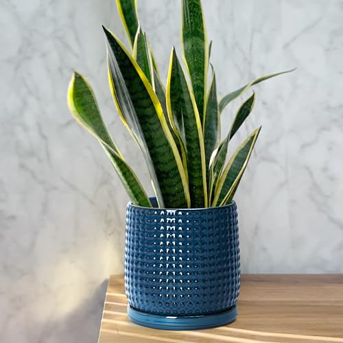 D'vine Dev 2-Pack Beaded Ceramic Pots, 6 in, Midnight Blue, 27-E-X-3 - color: Midnight Blue