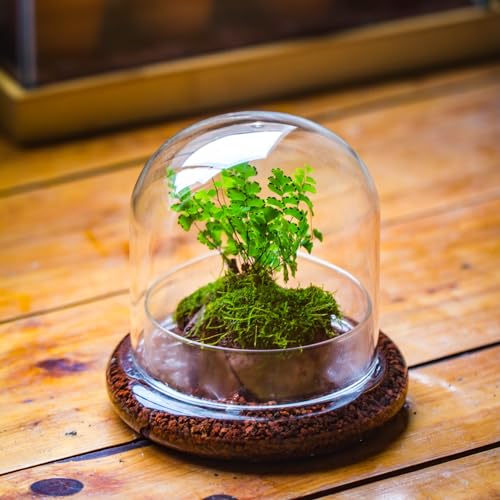 Small Glass Cloche Dome with Base for Mini Carnivorous Plants