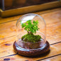 Small Glass Cloche Dome with Base for Mini Carnivorous Plants
