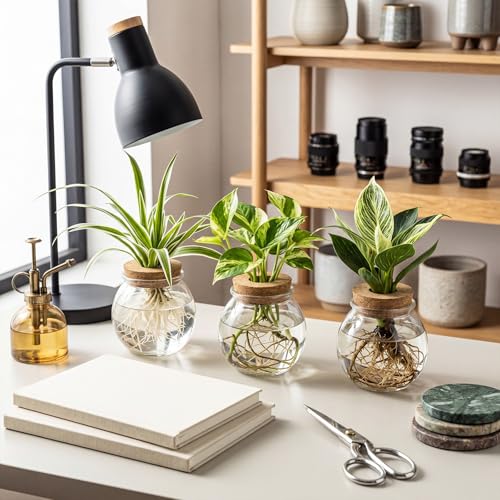 12 Pack Glass Plant Propagation Stations, Spherical - style: Spherical