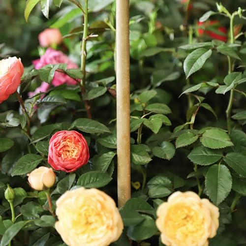 Natural Bamboo Plant Stake（6FT 30Pcs） Sturdy Bamboo Poles, Durable Plant Bamboo Stake, Garden Climbing Plant Bracket. - size: 6ft-30PCS