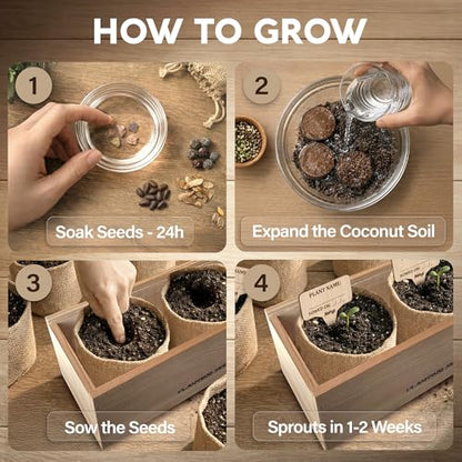 Bonsai Tree Kit Classic - Growing 3 Unique Japanese Bonzai Trees - size: Small 10"