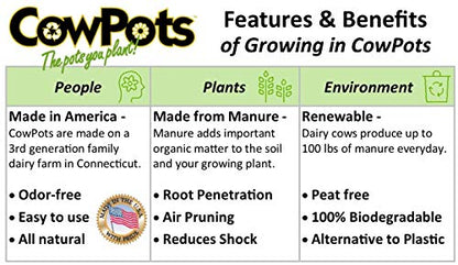 CowPots 102 Square Cowpot, 4", 12-Pack, Brown - style: 4 inch Square