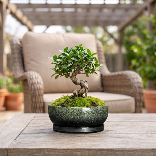 Bonsai Tree Pots, 8 Inch Ceramic Succulent Planter, Speckle Green - color: Speckle Green, size: 8 Inch