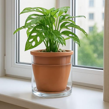 D'vine Dev Self Watering Terracotta Planter Pot, 6 in, 2-Pack, 37-Y-B-1 - color: Terracotta, size: 6 Inch