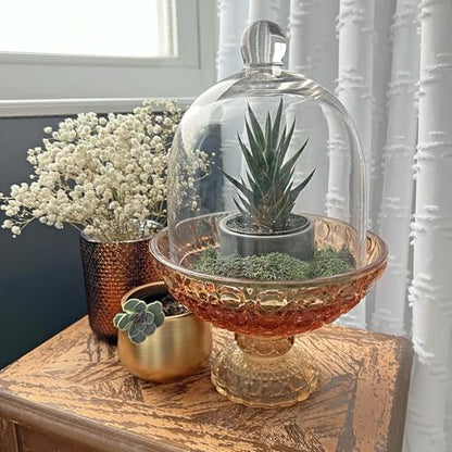 Plymor 6" x 7" Bell Jar Glass Display Dome Cloche (Small - Interior Size 5.75 inch x 5.75 inch) - size: 6" x 7"