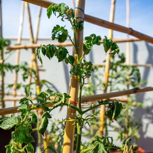 Plant Stakes, 4.8 FT Natural Bamboo Stakes Plant Support Stakes - 25Pcs - size: 4.8 FT,Pack of 20