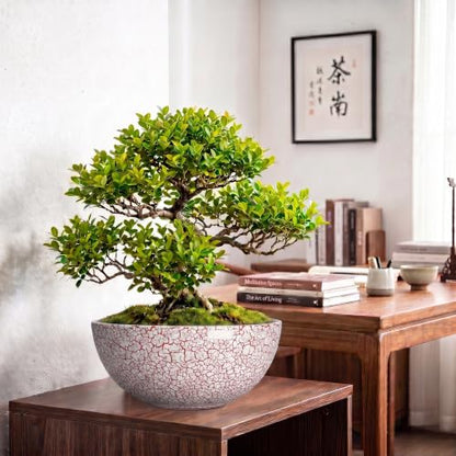 Succulent Pots 12 Inch, Ceramic Bonsai Planter, Texture Red - color: Texture Red-1, size: 12 Inch