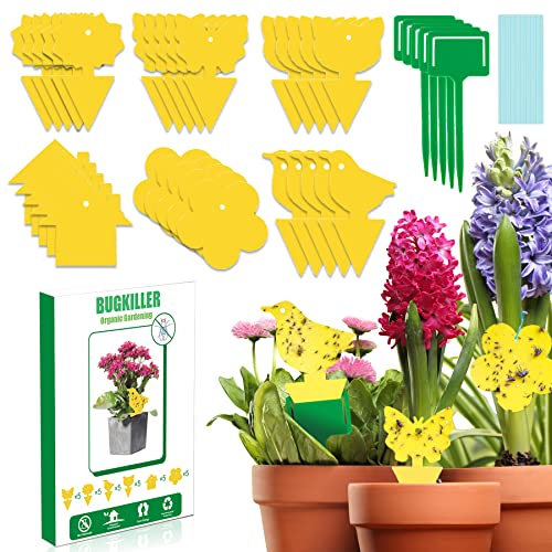 30 Pcs Sticky Fruit Fly Trap and Fungus Predator for Indoor and Outdoor Plant Insect Catcher Used to Prey on White Flies Mosquitoes Fungus Flying Insects…