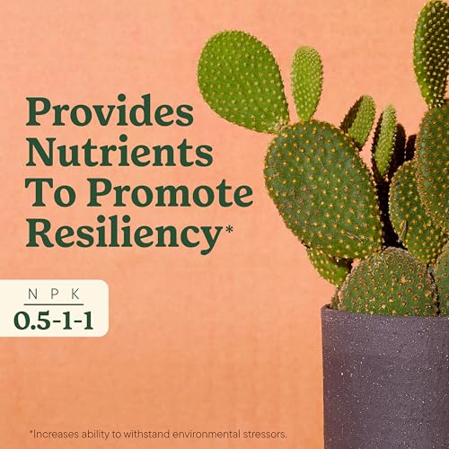 Miracle-Gro Indoor Plant Food for Cactus & Succulent, 8 fl. oz. (2-Pack) - style: Cactus & Succulent