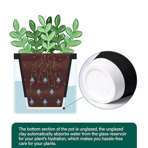 D'vine Dev Self-Watering Black Terracotta Planter, 4 in, 2-Pack, 37-Y-A-3 - color: Black, size: 4 Inch