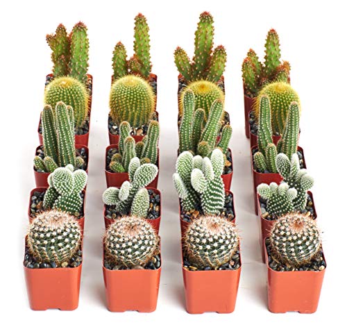 Shop Succulents | Can't Touch This Collection | Assortment of Hand Selected, Fully Rooted Live Indoor Cacti Plants, 20-Pack, - size: 20-Pack, style: Cactus
