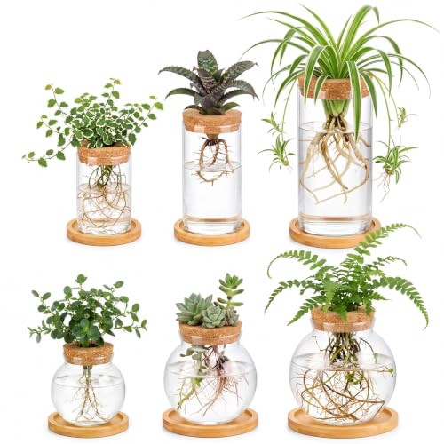 Honeydak 6 Pcs Plants Propagation Station Desktop Glass Propagation Round - color: Round Glass Bottle