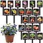 Whaline 20Pcs Watercolor Vegetable Fruit Plant Label Signs, 20 Styles - color: Black