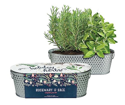 Buzzy Seeds Rosemary & Sage Herb Grow Kit, Metal Windowsill Planter - color: Silver