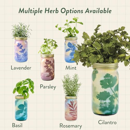 Modern Sprout Mason Garden Jar - Self-Watering Hydroponics Kit - Cilantro - color: Cilantro, size: Garden Jars