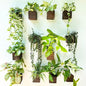 LaLaGreen Indoor Planter Box for Plants (4x4, 12 Pack) Wooden Wall Planters - size: 4x4" x 12 pack
