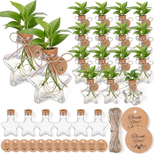 24 Pack 3.74'' Star Plastic Plant Propagation Stations with Hole Lid - style: 3.74'' Star