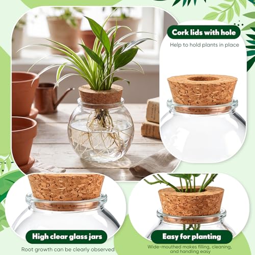 12 Pack Glass Plant Propagation Stations, Spherical - style: Spherical