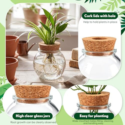 12 Pack Glass Plant Propagation Stations, Spherical - style: Spherical