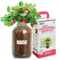Back to The Roots Organic Strawberry Grow Kit — Grows Year Round, Includes Everything Needed for Planting - style: Strawberry