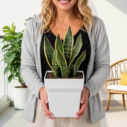 6-Pack 7 Inch Square Planters with Built-in Drainage Tray & Bottom Plug - color: White
