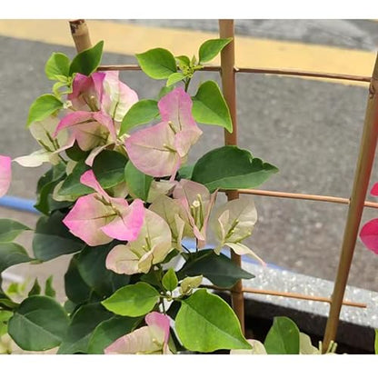 10 Pack 16" Bamboo Trellis for Climbing Plants, Fan-Shaped Plant Support - size: 16 Inch