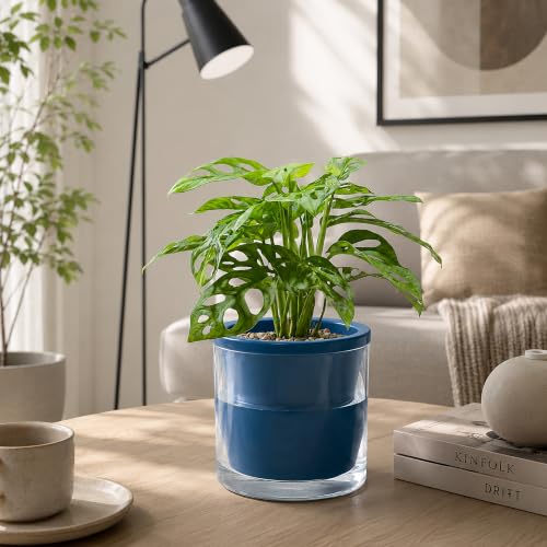 D'vine Dev Self-Watering Blue Terracotta Planter, 6 in, 2-Pack, 37-Y-B-4 - color: Blue, size: 6 Inch