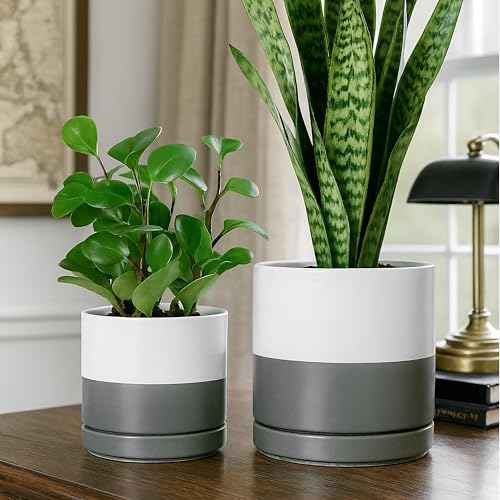 D'vine Dev 2-Pack Ceramic Pots with Saucers, 6/8 in, White/Grey, 94-G-M-6 - color: White/Speckled Grey, size: Medium
