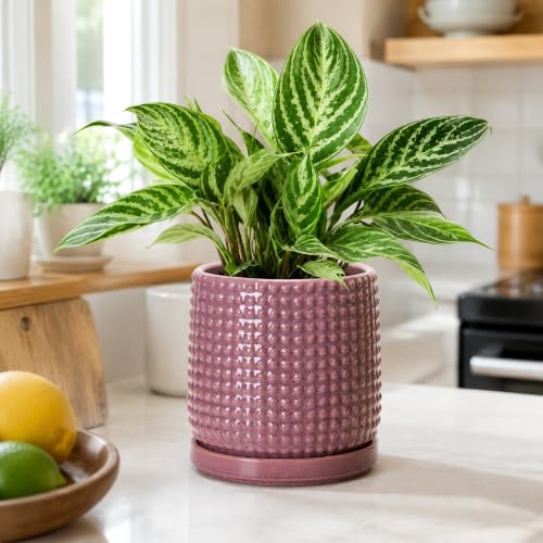 D'vine Dev Beaded Ceramic Pot with Saucer, 6 in, Blush Mauve, 27-C-X-K - color: Blush Mauve, size: 5.8 Inch