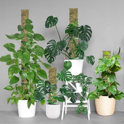 60"/40"/24" Metal Moss Pole, D Shape Sphagnum Moss Pole, Moss Poles for Climbing Plants, Monstera, Indoor Climbing Plants (4Pcs 24") - style: 4Pcs 24"