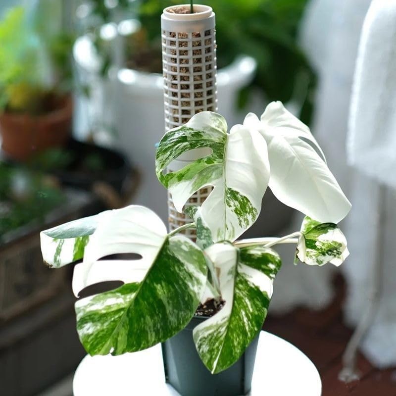 8pcs 8-Pack Sphagnum Moss Poles Interlocking White Support for Climbing Plants Monstera Pothos Indoor Plant Cage Support System, 8pcs - size: 8pcs