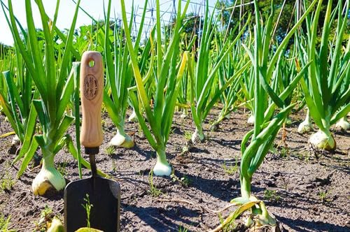 Tierra Garden DeWit Forged Hand Trowel, Garden Tool for Roots and Planting, Standard (31-3000) - size: Standard, style: Short Handle