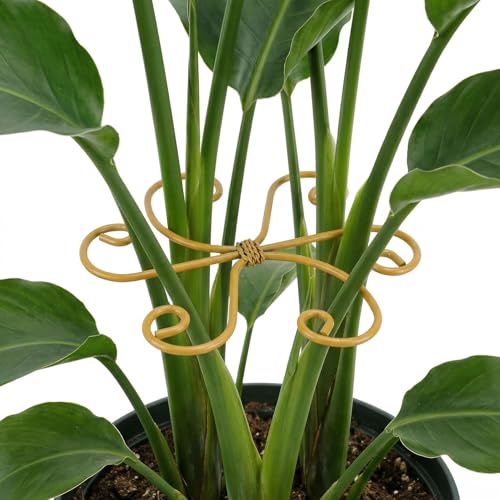 Iron Monstera Support, 3 PCS Plant Stem Support Plant Support Stakes for Indoor Plants and Flowers Stable Plant Stakes and Supports Turtle Shell Bamboo Clamp Set for Thriving Growth - color: Style A, size: 3 PCS