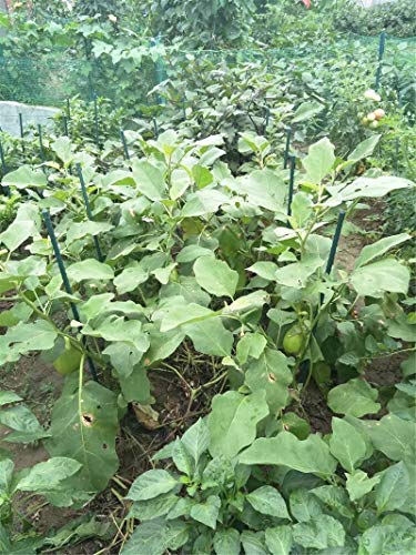 25 Pack 55 Inch Tall Plant Stakes for Tomatoes & Climbing Plants - size: 55 Inches