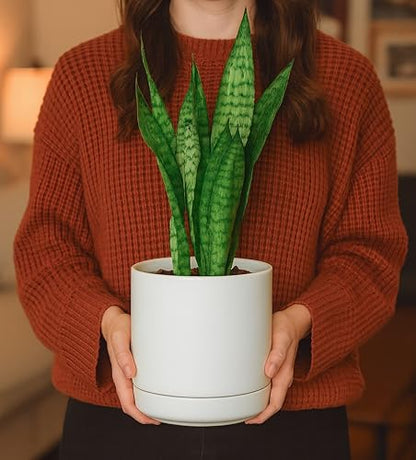 D'vine Dev 2-Pack Ceramic Pots with Saucers, White, 4/6 in, 94-G-S-1 - color: White, size: Small
