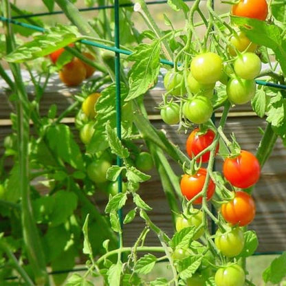 46" Height 12" Width 2PCS Green Square Folding Tomato Cage,Plant Support Stake Tower - size: 12*46inch Sq-Green Coated-2Pack