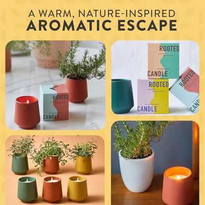 Modern Sprout Soy Candle Planter - Grows Lavender -Cedarwood Scent - 2-Pack - size: Pack of 2