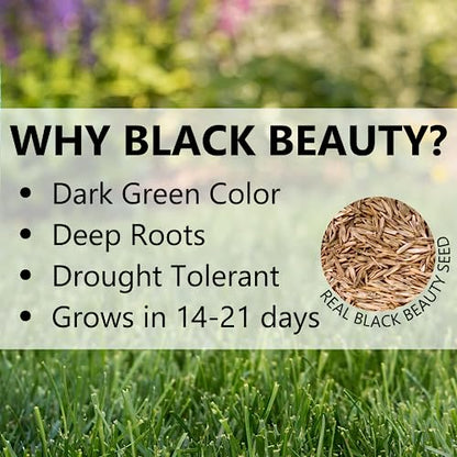 Jonathan Green Black Beauty Dense Shade Grass Seed - 3 lb - size: 3 lb
