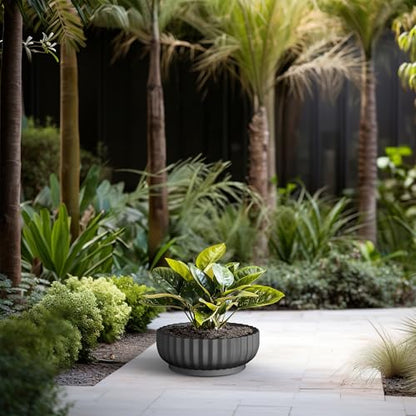 Kante Small Round Shallow Black Concrete Planter 14.6" Dia, Outdoor - color: Black, size: 14.6"w x 5.5"h