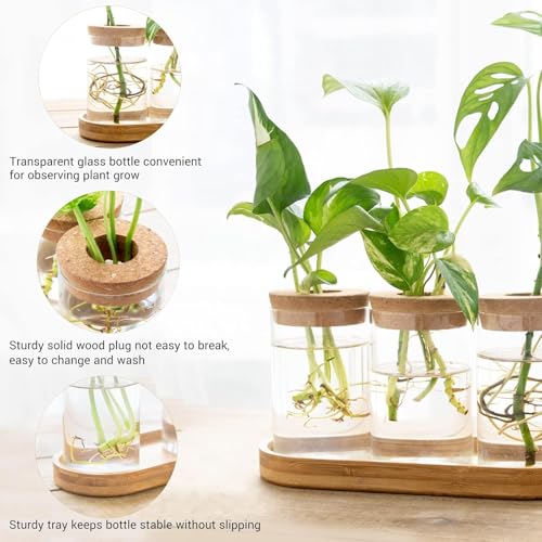 Dahey Plant Propagation Stations, 4 Pcs Glass Vases with Wooden Stand & Lid - color: Brown, Clear, size: Large