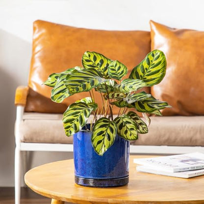 vancasso Ceramic Plant Pots, 3 Piece Planters for Indoor Plants, Blue - color: Blue