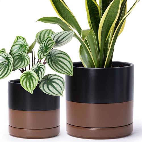 D'vine Dev 2-Pack Ceramic Pots with Saucers, 6/8 in, Black/Tan, 94-G-M-7 - color: Black/Speckled Tan, size: Medium