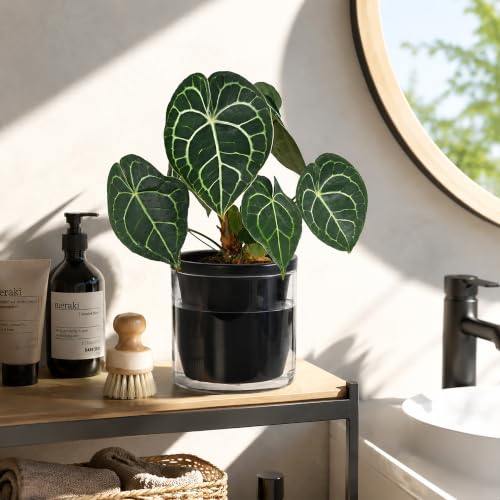 D'vine Dev Self-Watering Black Terracotta Planter, 6 in, 2-Pack, 37-Y-B-3 - color: Black, size: 6 Inch